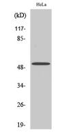 Septin 7 Polyclonal Antibody