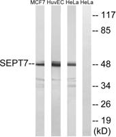 Septin 7 Polyclonal Antibody