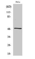 Septin 8 Polyclonal Antibody