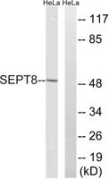 Septin 8 Polyclonal Antibody