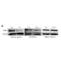 SERCA2 Polyclonal Antibody