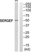 SERGEF Polyclonal Antibody