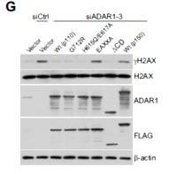 Histone H2A.X Polyclonal Antibody