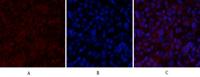 Histone H2A.X Polyclonal Antibody