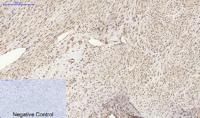 Histone H2A.X Polyclonal Antibody