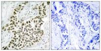 Histone H2A.X Polyclonal Antibody