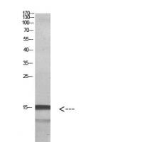 Histone H2A.Z Polyclonal Antibody