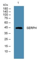 SERPH Polyclonal Antibody
