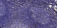 SerpinA6 Polyclonal Antibody