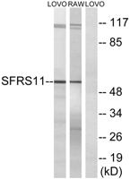 SFRS11 Polyclonal Antibody