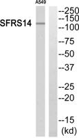 SFRS14 Polyclonal Antibody