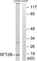 SFT2D2 Polyclonal Antibody