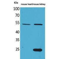 Sg III Polyclonal Antibody