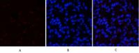 SGK1 Polyclonal Antibody