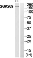 SgK269 Polyclonal Antibody
