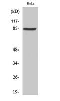 SgK288 Polyclonal Antibody