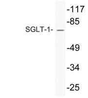 SGLT-1 Polyclonal Antibody