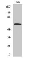 Sgo1 Polyclonal Antibody