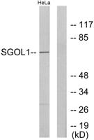 Sgo1 Polyclonal Antibody