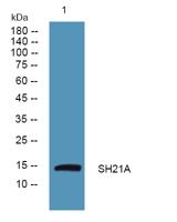 SH21A Polyclonal Antibody
