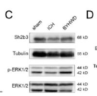 SH2B3 Polyclonal Antibody