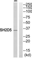 SH2D5 Polyclonal Antibody