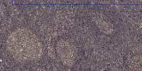 SH2D5 Polyclonal Antibody