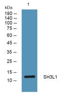 SH3L1 Polyclonal Antibody
