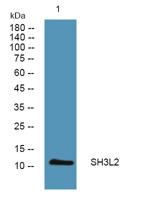 SH3L2 Polyclonal Antibody