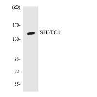SH3TC1 Polyclonal Antibody
