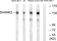 Shank 2 Polyclonal Antibody