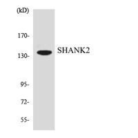 Shank 2 Polyclonal Antibody