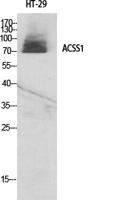 ACSS1 Polyclonal Antibody