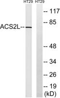 ACSS1 Polyclonal Antibody