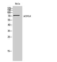 ACSVL6 Polyclonal Antibody