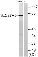 ACSVL6 Polyclonal Antibody