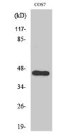 APOBEC3D/F Polyclonal Antibody