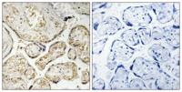 APOBEC3D/F Polyclonal Antibody