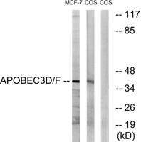 APOBEC3D/F Polyclonal Antibody