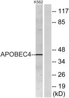 APOBEC4 Polyclonal Antibody