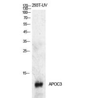 ApoC-III Polyclonal Antibody
