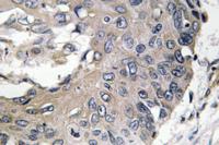 ApoE Polyclonal Antibody