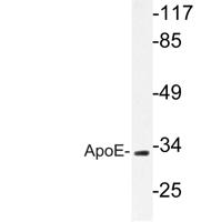 ApoE Polyclonal Antibody