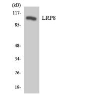 ApoER2 Polyclonal Antibody