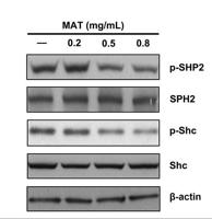 Shc Polyclonal Antibody