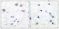 Shc Polyclonal Antibody