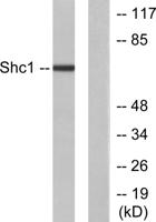 Shc Polyclonal Antibody