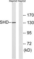 Shd Polyclonal Antibody