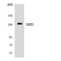 Shd Polyclonal Antibody