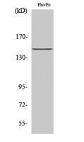 SHIP-1 Polyclonal Antibody